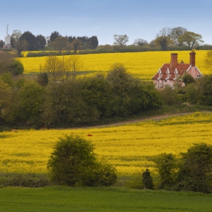 A traditional suffolk cottage with village in the background and rapeseed oil crops in the foreground