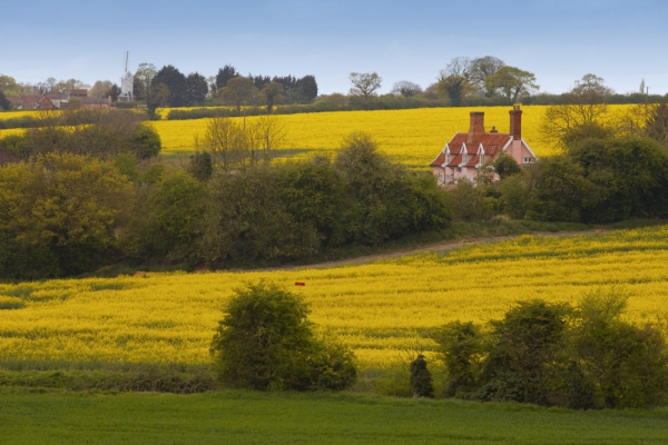 A traditional suffolk cottage with village in the background and rapeseed oil crops in the foreground