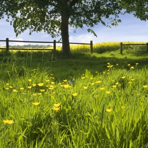 An English summer meadow with wild flowers and tree in the background