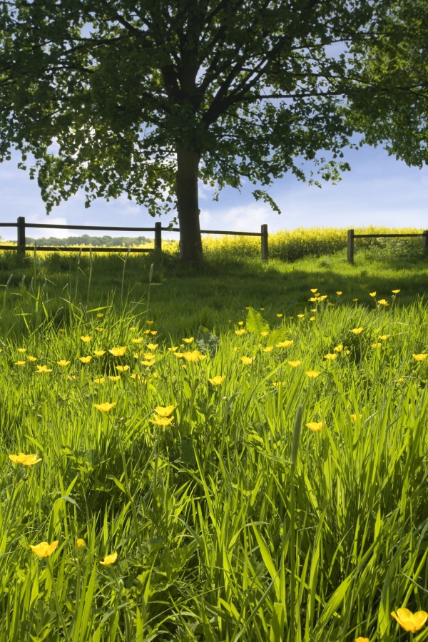 An English summer meadow with wild flowers and tree in the background