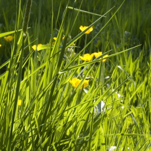 A close up view of a summer wildflower meadow