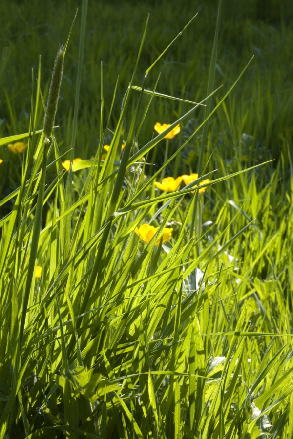 A close up view of a summer wildflower meadow