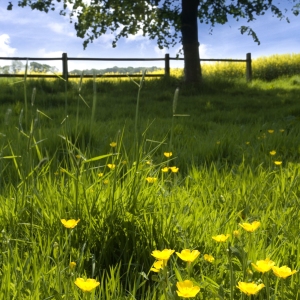 An English summer wildflower meadow with a rapeseed crop in the background