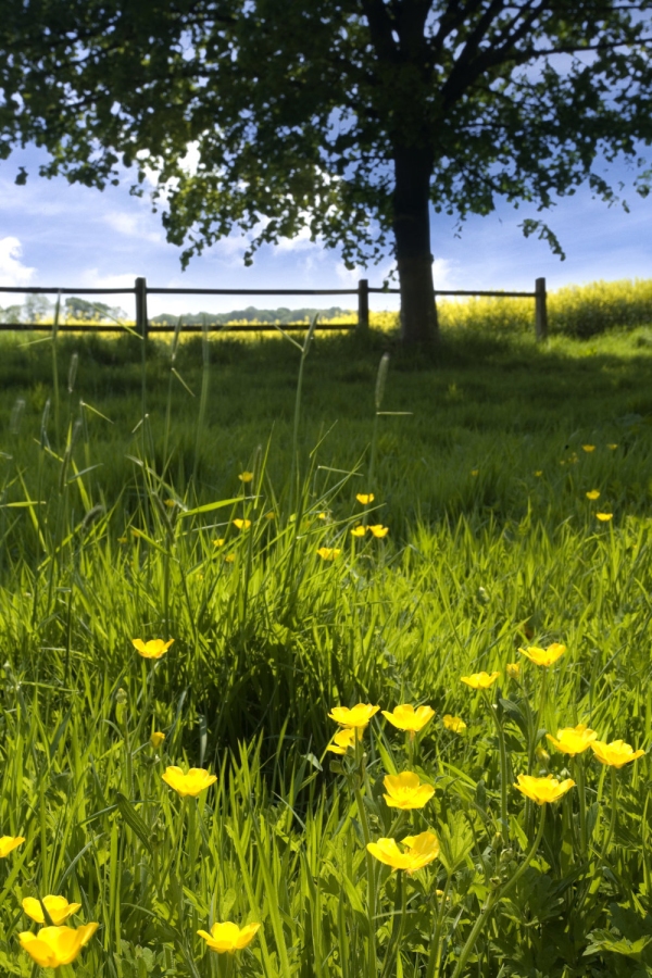 An English summer wildflower meadow with a rapeseed crop in the background