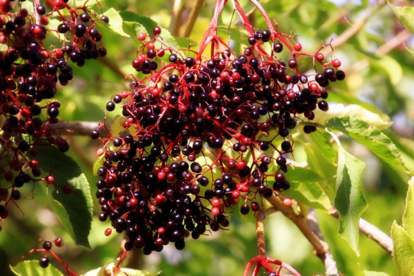 Elderberries in summer