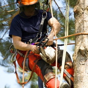 Forestry worker trimming a conifer