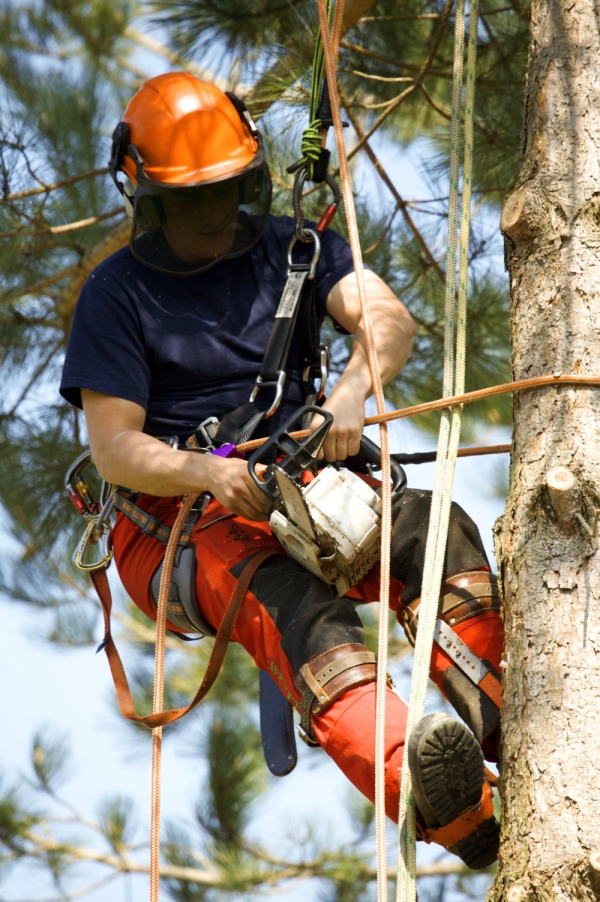 Forestry worker trimming a conifer