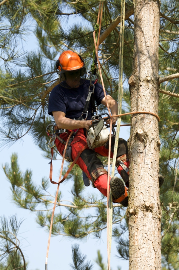 forestry worker trimming branches