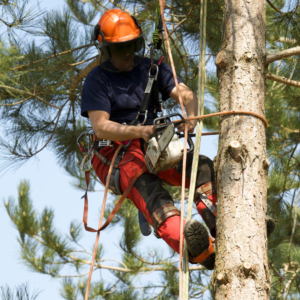 forestry worker trimming branches