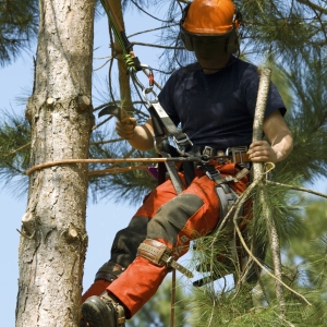 Forestry worker pruning the small branches