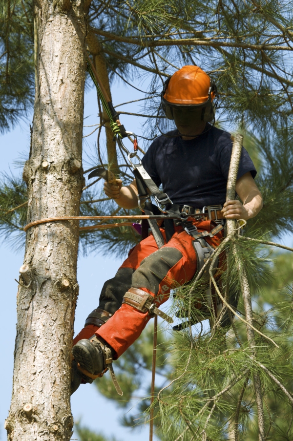 Forestry worker pruning the small branches