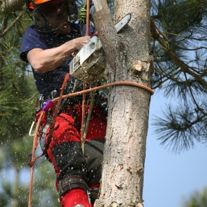 Forestry worker using chain saw