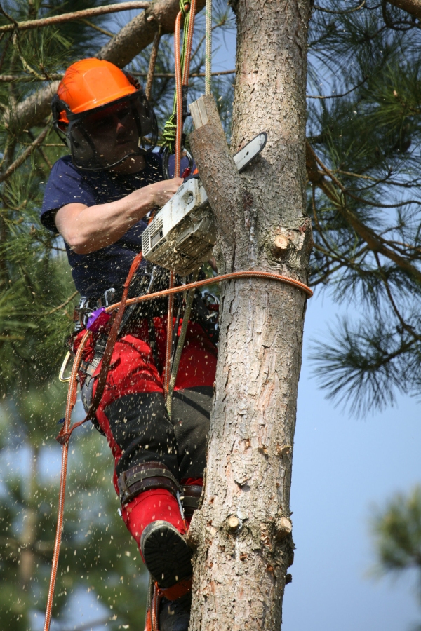 Forestry worker using chain saw