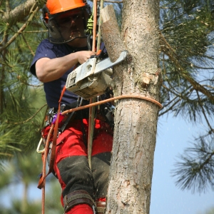 Forestry worker trimming branches with a chain saw