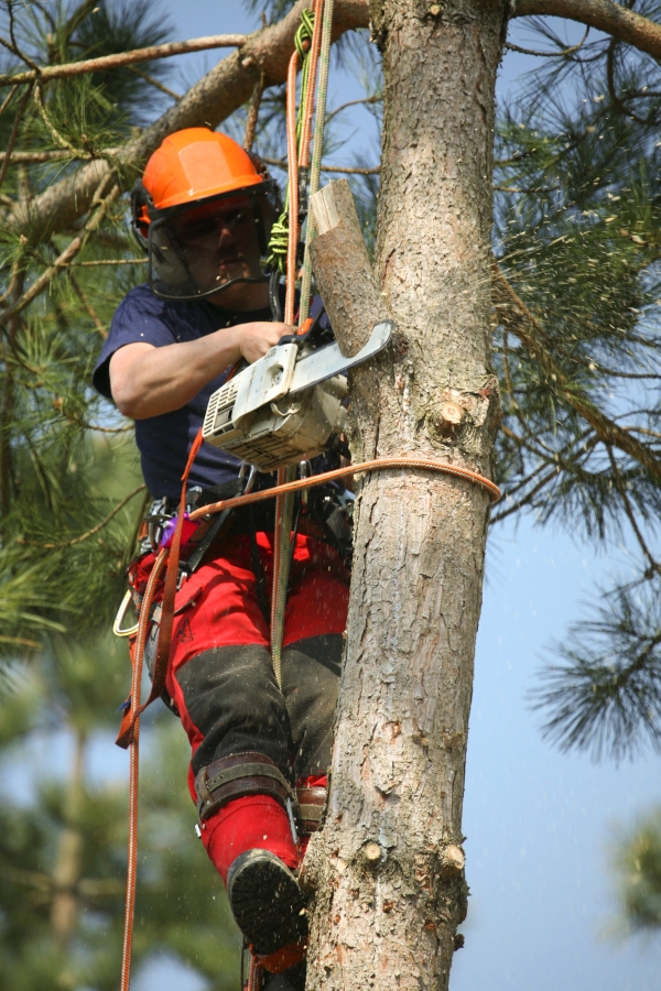 Forestry worker trimming branches with a chain saw