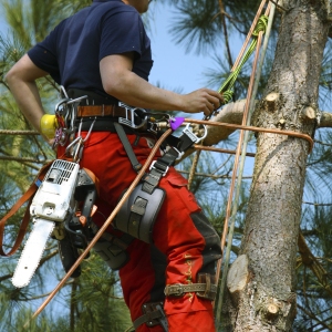 Tree surgeon at work