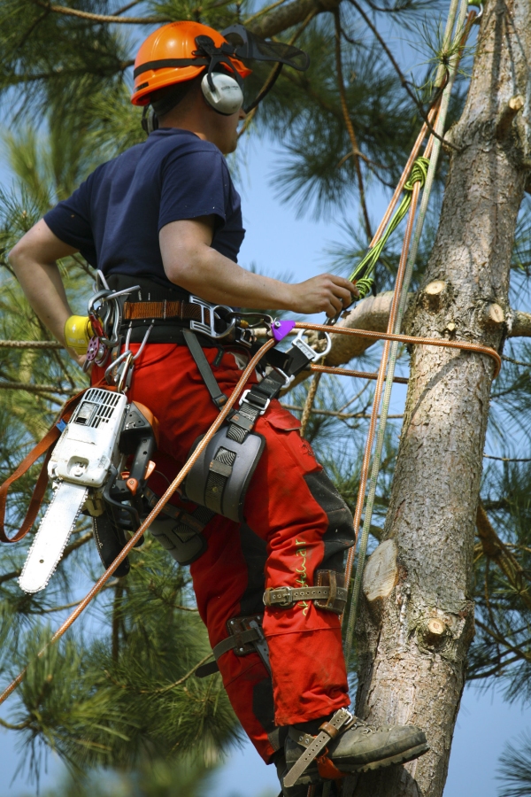 Tree surgeon at work