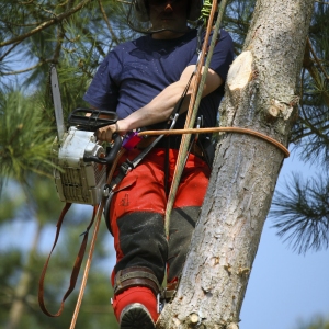 Pruning with a chain saw