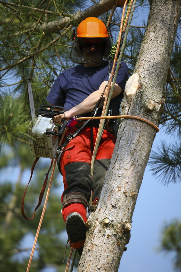 Pruning with a chain saw