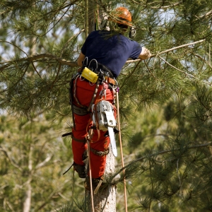 Climber trimming branches on a tree