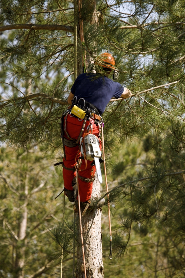 Climber trimming branches on a tree