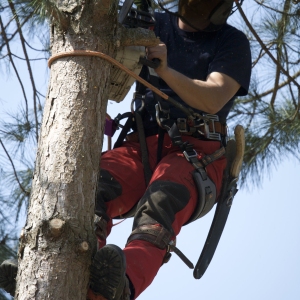 Forestry worker cutting branches