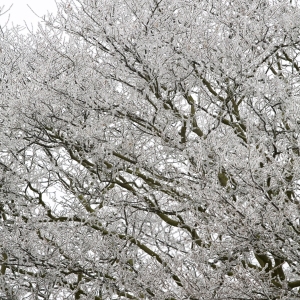 Winter trees on a frosty morning