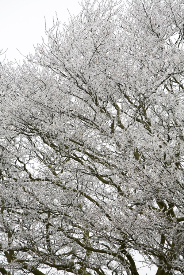 A lone tree on a very frosty winter's morning