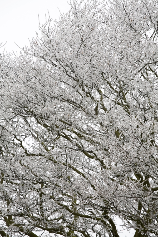 Winter trees on a frosty morning