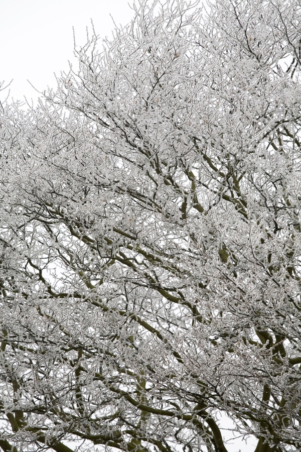 Frosty winter trees after a heavy snowfall