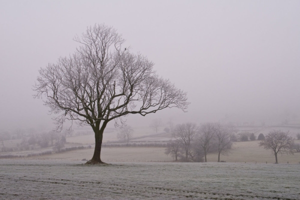 A lone tree on a very frosty winter's morning