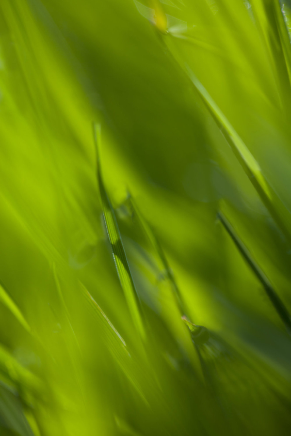 long grass with out of focus background