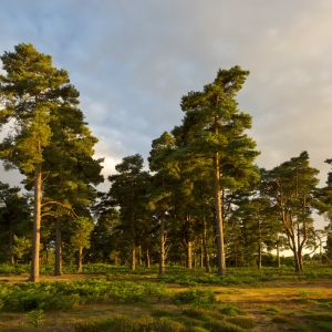 A stand of Scots Pine trees on heathland in the evening light