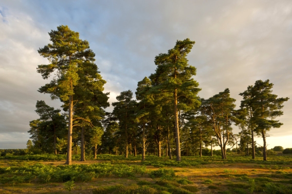 A stand of Scots Pine trees on heathland in the evening light