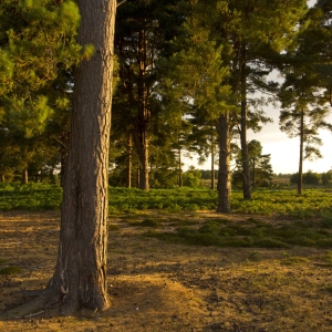 Scots pine trees on a heathland setting in the evening light