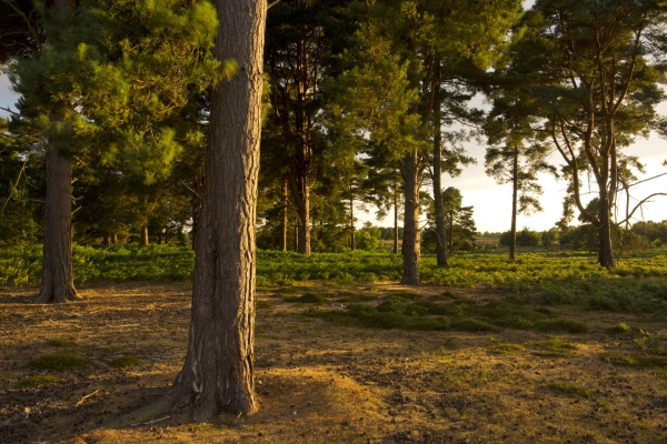 Scots pine trees on a heathland setting in the evening light