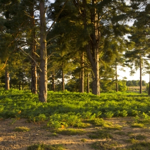 Scots pine trees on a heathland setting in the evening light