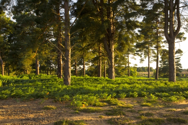 Scots pine trees on a heathland setting in the evening light