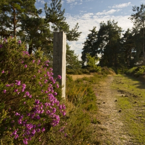 Woodland path leading to a stand of scots pine trees on the suffolk coastal heath