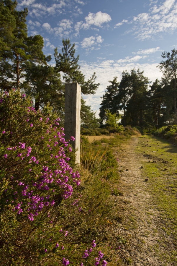 Woodland path leading to a stand of scots pine trees on the suffolk coastal heath