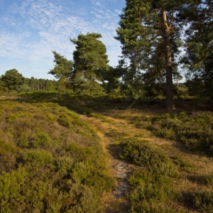 A path leading to a stand of scots pine trees, summers day, blue sky, sunshine