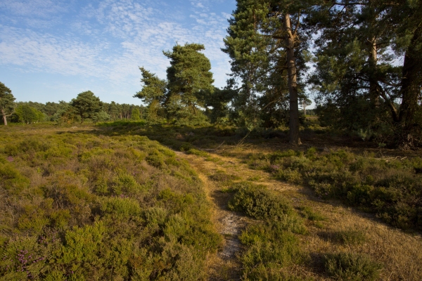 A path leading to a stand of scots pine trees, summers day, blue sky, sunshine