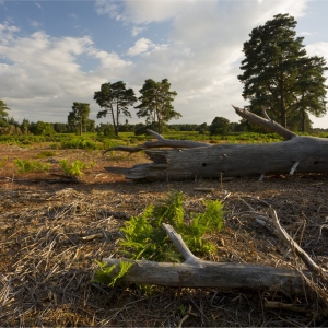 Decaying tree trunk and pine forest on suffolk coastal heathland