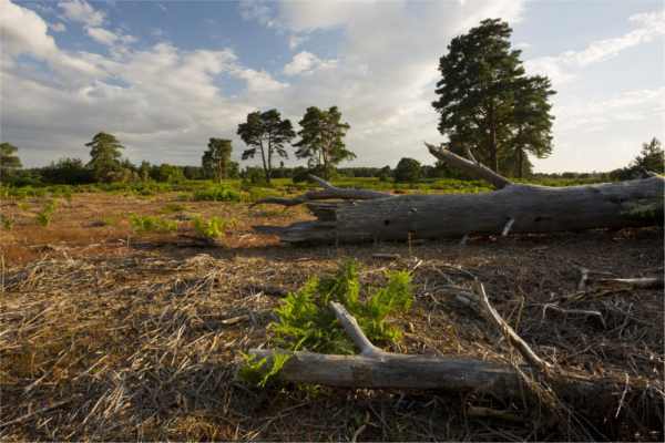 Decaying tree trunk and pine forest on suffolk coastal heathland