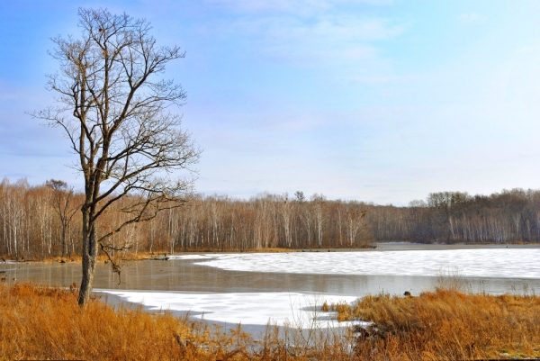 A frozen lake in a large forest