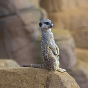 Meerkat standing guard on a rock