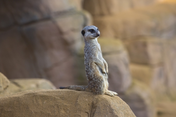 Meerkat standing guard on a rock