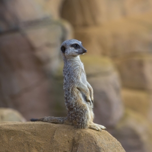 Meerkat standing on a rock