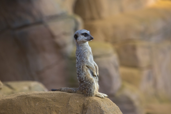 Meerkat standing on a rock