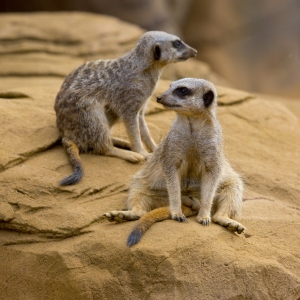 Two meerkats looking in opposite directions